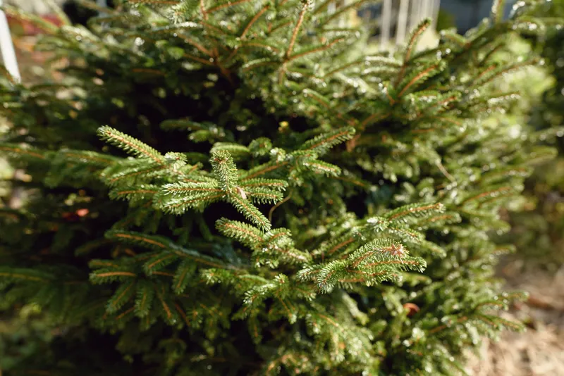 Close up of conifer branch with needles and foliage in natural outdoor setting, sunlight on green greenery, macro texture showcasing plant life and rustic forest ambiance