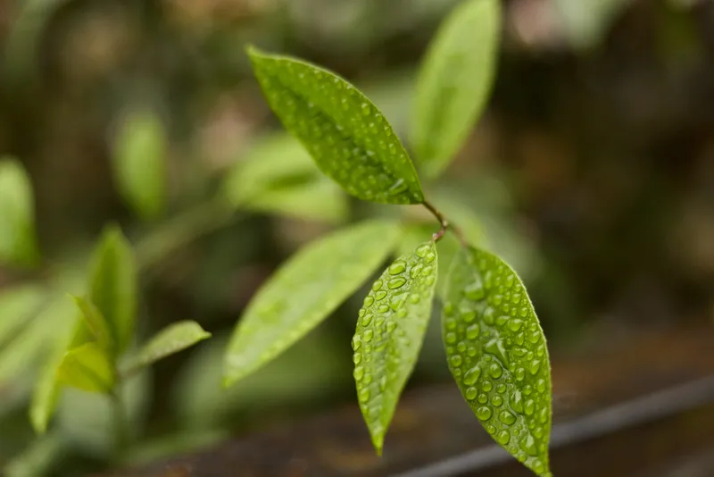 Closeup of vibrant leaves with water droplets on a rainy day, highlighting greenery, plant life, and natural texture. A calm outdoor moment of growth, renewal, and serene nature