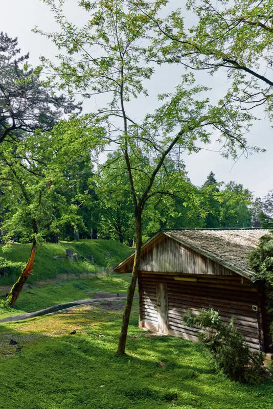 Cabin trees forest grass wooden rural landscape with sunlight and green foliage beside a rustic wood shed. Summer nature scene, peaceful countryside, path and shaded yard.