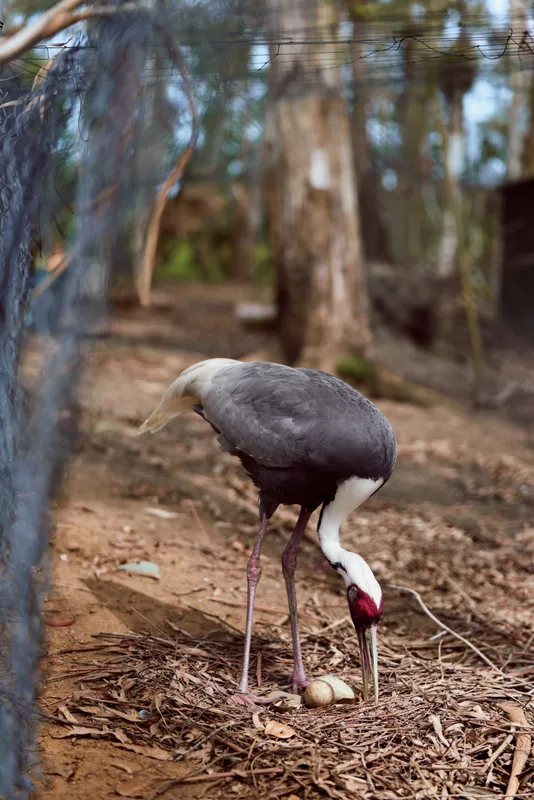 Crane bird tending egg in a nest on leaf litter at the forest floor inside a fenced enclosure at a zoo, adult gray and white crane with red head and long legs inspecting single egg.