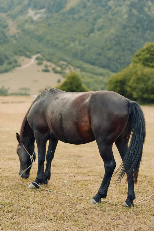 A calm horse grazes in a sunlit pasture, its dark coat gleaming as it lowers its head to feed. The open landscape and gentle breeze create a tranquil, rural atmosphere.