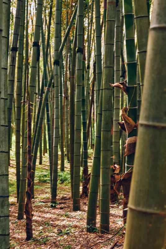 Bamboo forest grove with tall green trunks and dense vertical stalks, nature scene of filtered sunlight and leaf litter on the forest floor, serene woodland atmosphere.