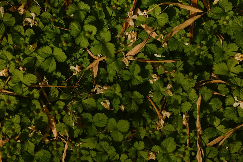 Groundcover leaves green foliage plants and grass with small flowers in natural outdoor setting, closeup texture and detail of vegetation carpet, low light botanical pattern and growth
