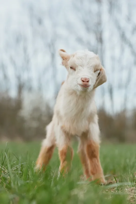 Goat kid standing in a grassy meadow outdoors, curious gaze toward camera, sunny countryside scene, natural light, playful mood, simple farm setting behind.