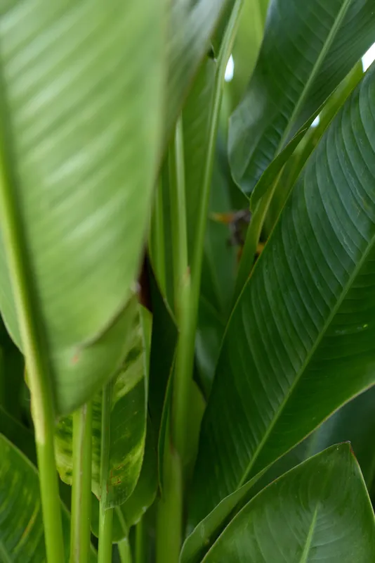 Close-up of large green tropical leaves with smooth texture and prominent veins. Natural light highlights the vibrant foliage in a lush outdoor environment.