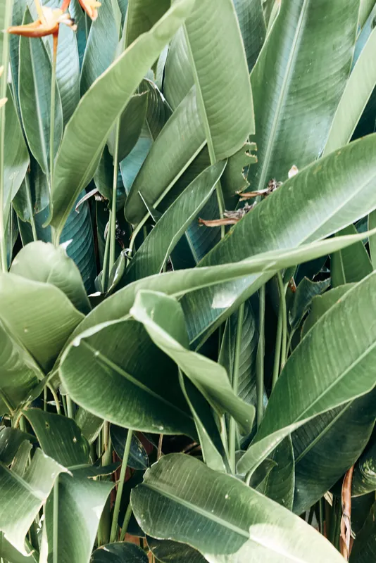 greenery, leaves, foliage, nature scene of lush outdoor greenery with dense tropical plants, sunlit atmosphere, calm lifestyle moment, relaxed mood, natural colors, closeup foliage, fresh air, serene