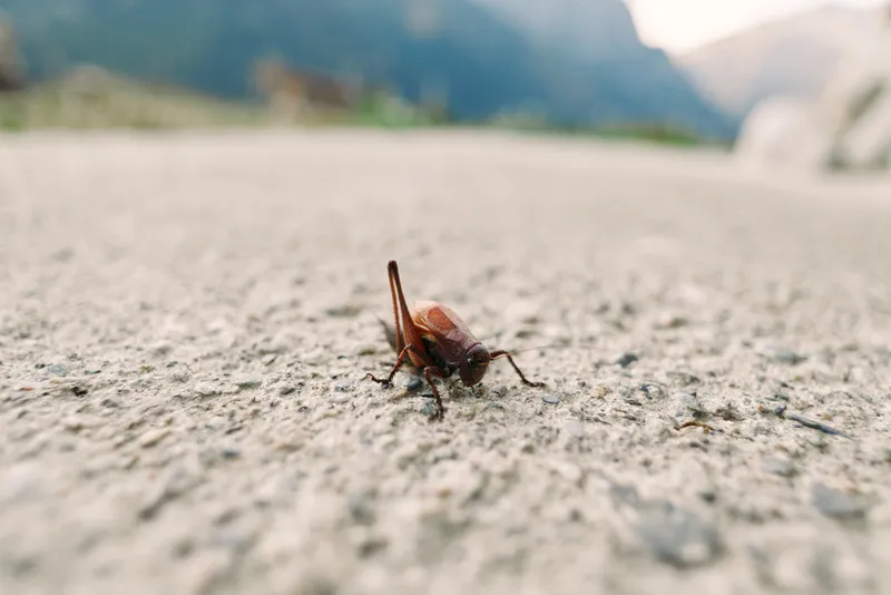 insect bug grasshopper cricket closeup concrete macro brown small brown grasshopper on rough concrete surface, closeup macro photo with shallow depth of field and blurred outdoor background