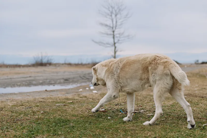 Dog, canine, animal in outdoor field walking along damp ground, solitary mammal exploring open landscape with distant bare tree and cloudy sky, calm natural moment for wildlife photography