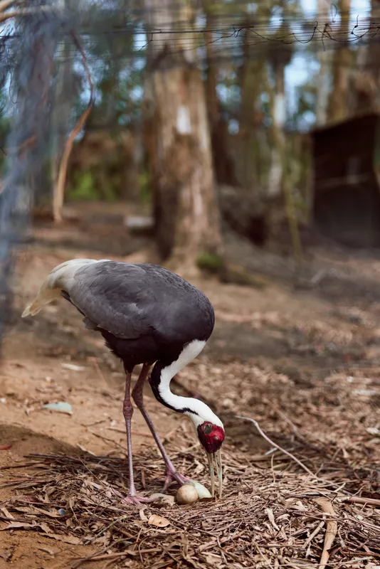 Crane bird egg forest ground redhead longlegs feeding on nest egg among leaf litter, wildlife scene with tall trees in background showing natural behavior and habitat.