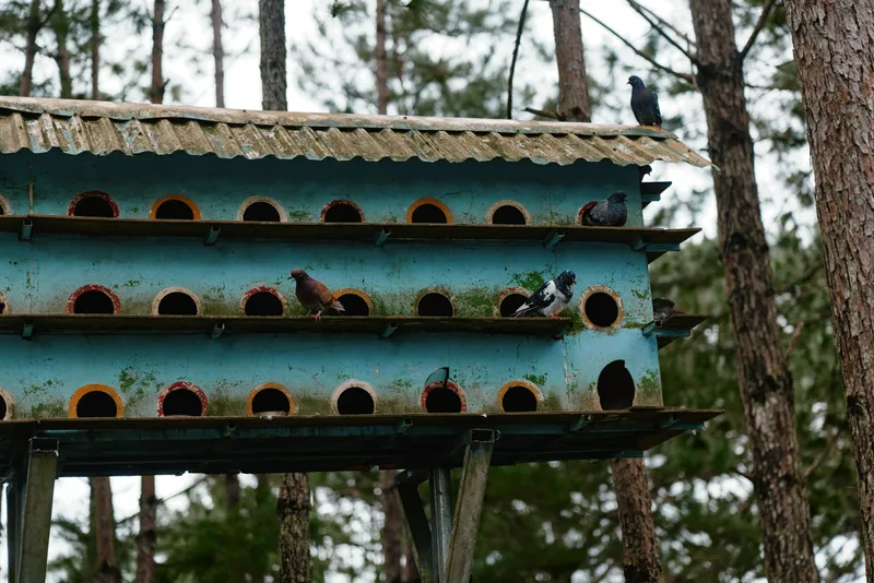 Colorful birdhouse with pigeons in a forest, showcasing nature s beauty and tranquility, perfect for wildlife lovers and home decor themes