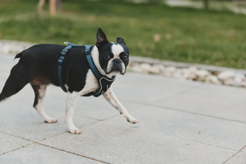 Boston terrier dog walking on paved urban sidewalk with harness outdoor lifestyle pet animal