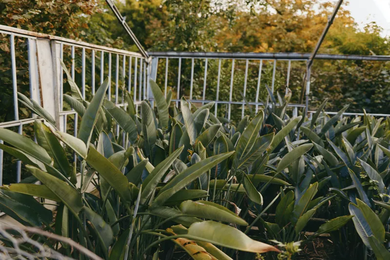 Greenhouse plants with broad green leaves on a balcony behind metal railing, dense foliage and sunlight filtering through glass structure, urban gardening and plant care.