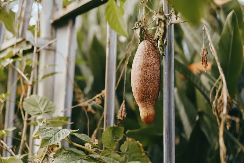 Hanging fruit brown pod on vine entwined with metal fence in tropical garden, closeup of ripening elongated gourd, rustic outdoor nature scene for botanical or agriculture concept.