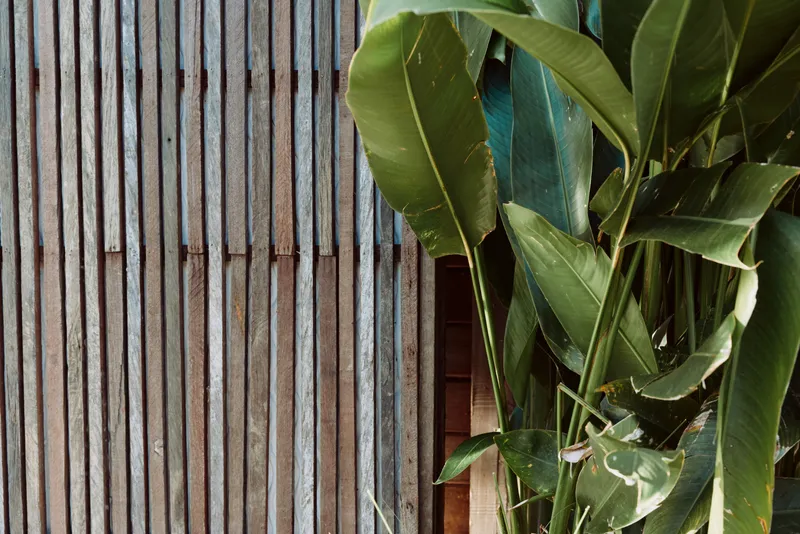 Close up of green tropical leaves with natural texture against wooden slat wall background, vibrant foliage detail, natural light, outdoor garden atmosphere, lifestyle concept