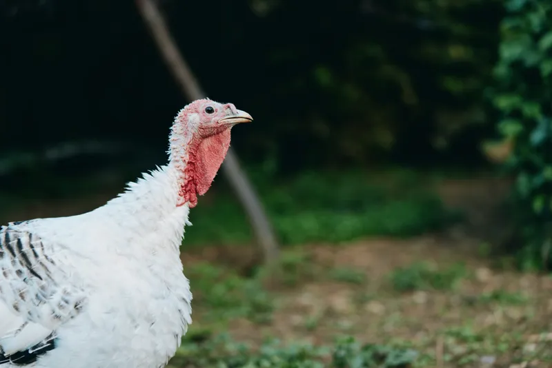 Turkey, white turkey, male turkey, wattle, poultry, farm: adult male turkey standing alert and curious in a grassy rural backyard, profile view with blurred green foliage and natural light.