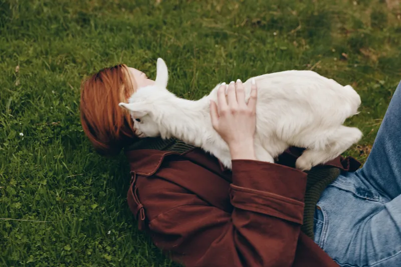 Bright outdoor scene shows a human lying on grass with a goat kid resting on chest, displaying affection and bond, a candid meadow moment celebrating simple lifestyle and animal companionship