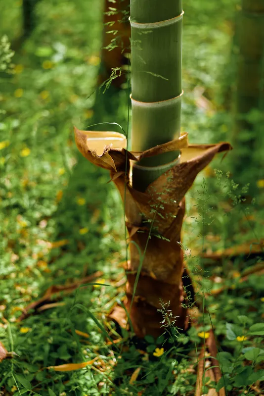 Bamboo shoot and stalk emerging from green forest floor, young stem wrapped in sheathing leaf, plant growth with moss and tiny wildflowers in a tropical nature scene.