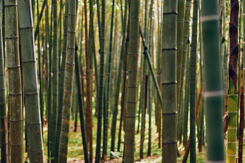 Bamboo forest with tall green stalks and straight trunks in a dense grove, vertical composition highlighting texture, layered vegetation and peaceful natural outdoor atmosphere.