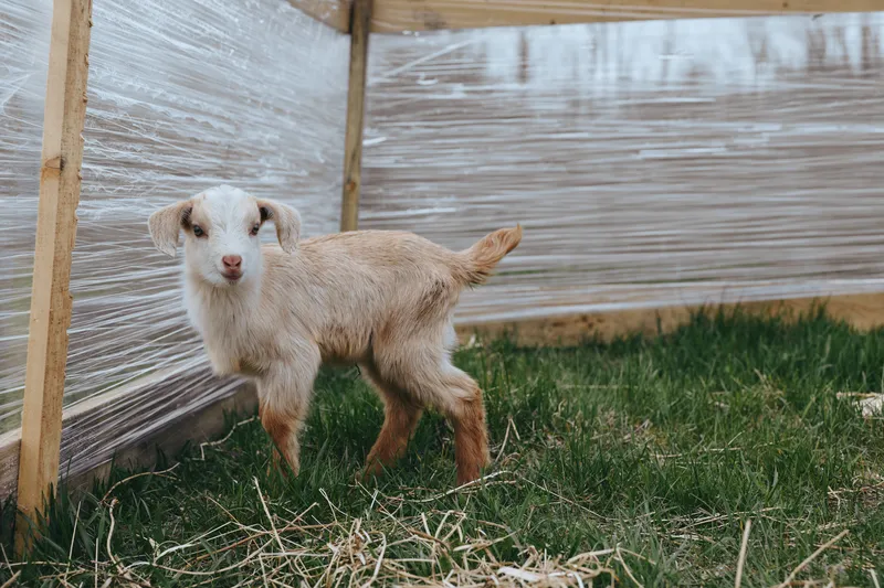 Young goat kid stands near a shelter in a grassy farm yard, curious and playful, captured beside a wooden frame and plastic wrap, conveying a rustic rural life and gentle farm animal moment.