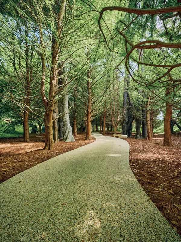 Path through forest with tall trees and green canopy, gravel walkway winding between trunks, nature trail in a peaceful park with sunlight filtering through leaves.