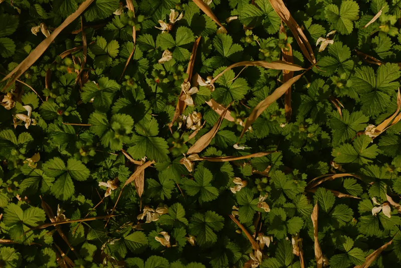 Ground covered with green leaves and low foliage, small plants with dried stems and wilted white flowers, natural forest floor texture and closeup nature detail.