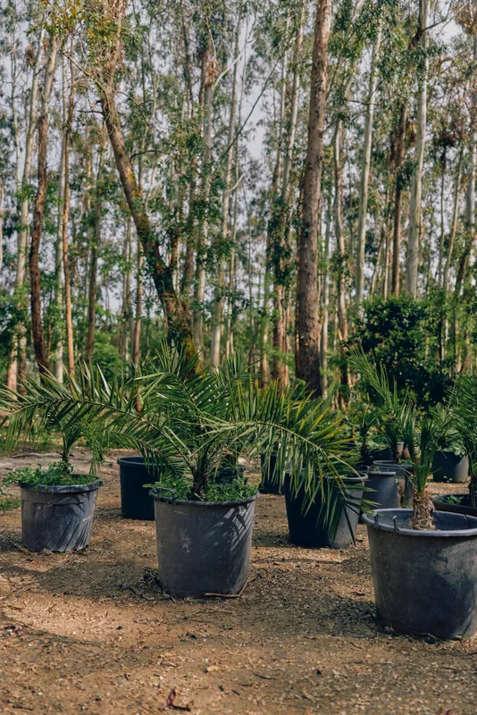Potted palms and garden plants in a nursery, young palm saplings in black pots arranged on soil under tall trees, outdoor horticulture scene for landscaping and nursery stock.
