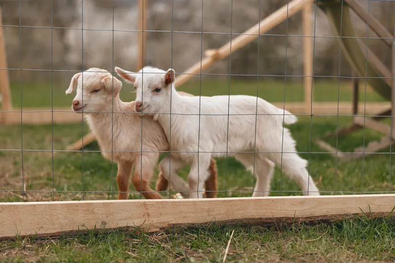Two young goats stand by a wooden fence in a green pasture, side by side, alert and curious. A rural farm scene showing companionship, playful energy, and everyday animal life.