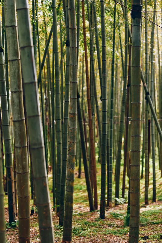bamboo forest grove trunks stems nature green sunlight leaves in a vertical composition, dense bamboo grove with tall slender trunks, soft forest floor and dappled light creating calm scene