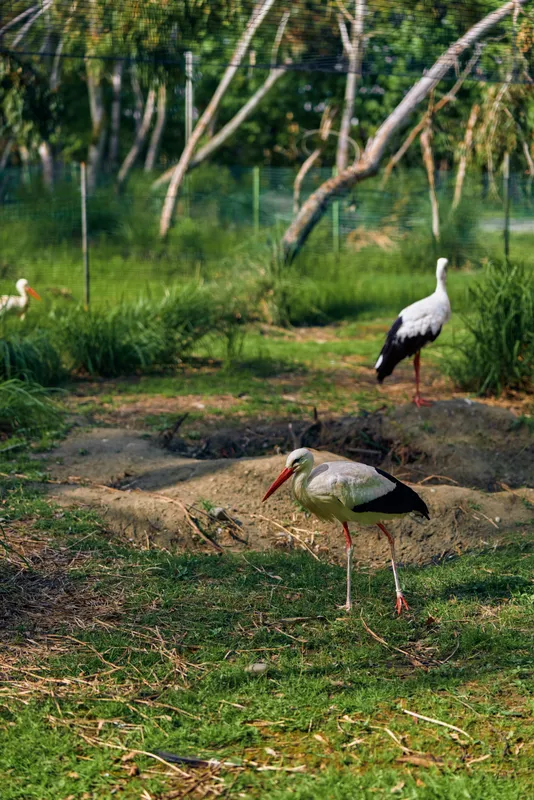 Stork bird wildlife nature grass beak wetland park. Two white storks forage and stand in sunlit grassy wetland near trees and fence, long legs and curved bills visible in habitat.