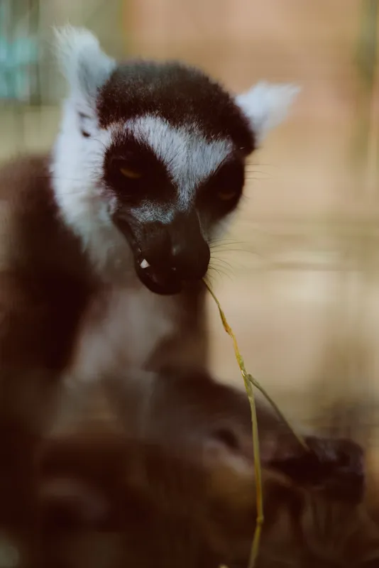 Lemur animal wildlife portrait closeup face showing a ringtailed lemur nibbling a thin twig, soft fur detail, expressive eyes and whiskers in warm natural light with shallow focus.