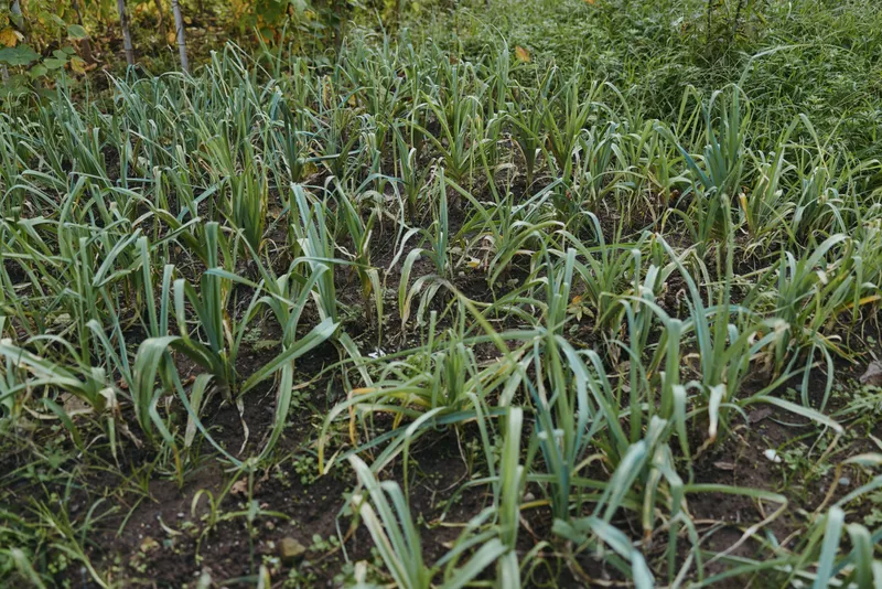 Garlic plants in a home vegetable garden with fresh green shoots in dark soil, spring seedlings in neat row planting. Backyard hobby gardener prepping harvest in calm morning light.