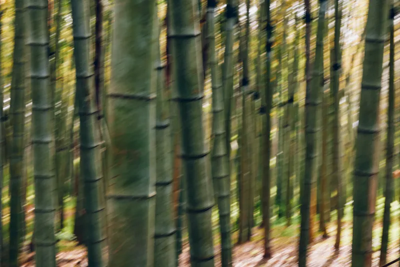 bamboo forest trees grove trunks nature captured in a blurred vertical composition, green bamboo stems with motion blur and soft sunlight filtering through leaves in a peaceful woodland