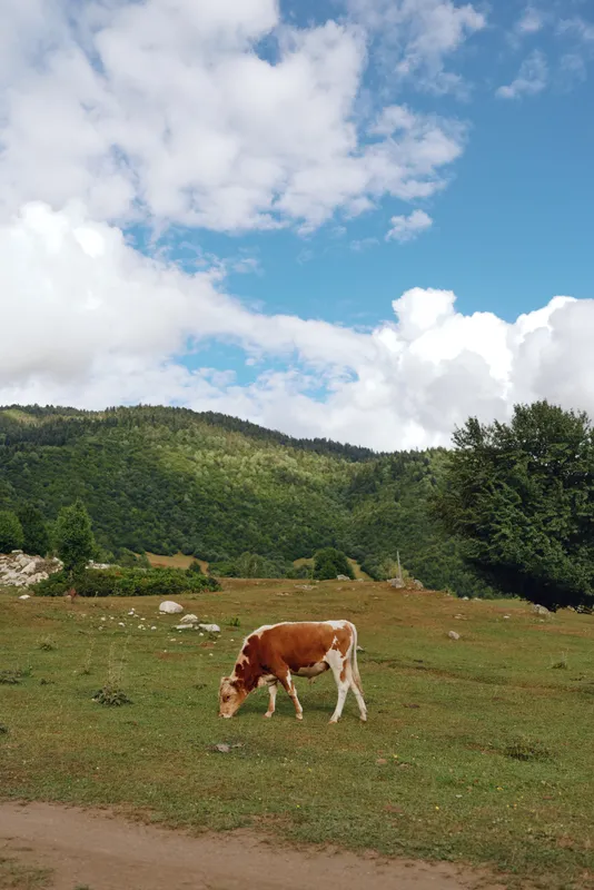 Cow grazing in a green field under a bright blue sky, capturing a tranquil rural landscape with rolling hills, scattered trees and open pasture