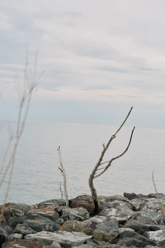 Dead tree branches stand on rocky shore under cloudy sky near calm sea water. Concept for nature, solitude, minimalism, and peaceful landscape scene in soft daylight.