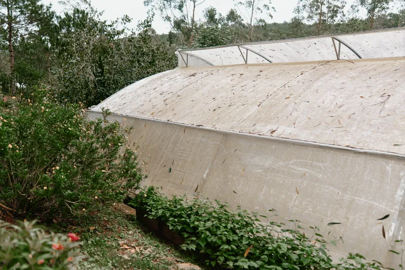 Greenhouse landscape with vibrant plants and shrubs, featuring a natural, serene environment highlighting sustainable gardening practices
