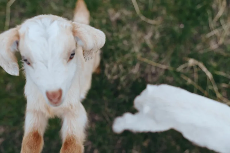 A curious goat kid stands on grass near a snowy patch in a rustic farm setting, exploring the outdoors. A lifestyle scene capturing innocence, playfulness, and rural charm.