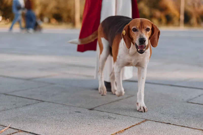 Dog beagle walking on outdoor pavement with leash, calm cheerful companion in daylight urban setting, friendly curious expression, pet enjoying stroll.