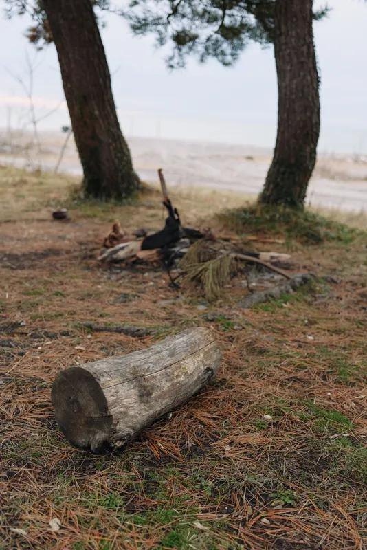 Log on a sandy forest floor near trees with a distant beach, weathered wood and pine needles, capturing a calm natural scene with rustic outdoor atmosphere and soft light