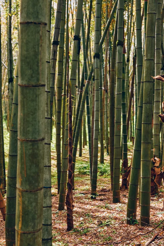 Bamboo forest grove trunks nature trees green vertical stems in a dense woodland, peaceful filtered sunlight between stalks, closeup of textured bark and leaflitter on forest floor.