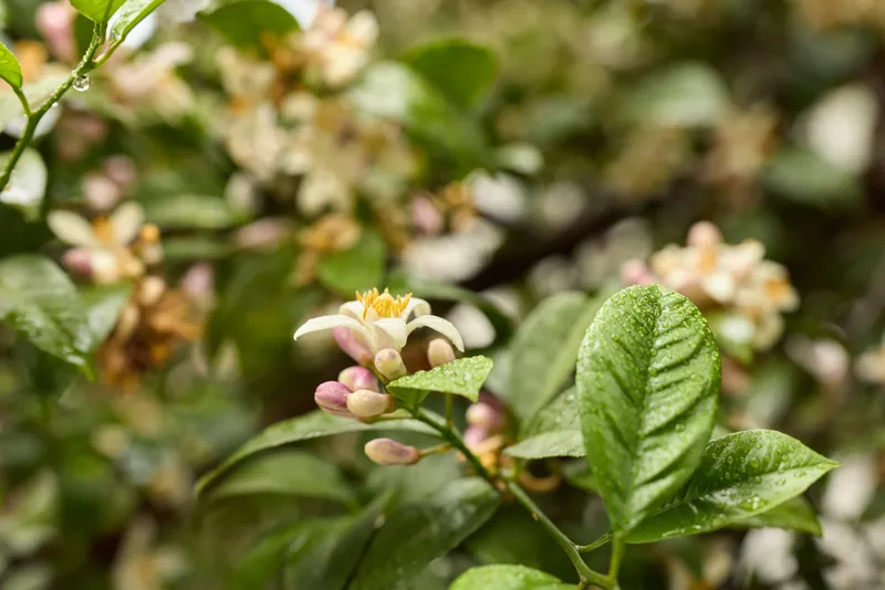 Closeup of a flowering shrub with pink buds and green leaves in a sunlit garden, dew on petals, conveying fresh spring growth and tranquil nature. A peaceful mood with realistic natural detail