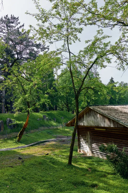 Cabin in a forest with tall trees and lush grass, a wooden shed beside a sunlit clearing, nature scene of vibrant greenery and rustic rural shelter under dappled sunlight.