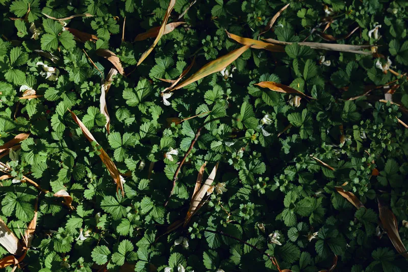 Ground leaves green foliage plants nature with dense small round leaves and scattered dry brown leaves, sunlight and shadow creating textured natural forest floor background.