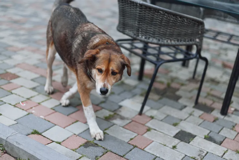 A cautious dog stands on a brick sidewalk beside outdoor cafe seating, ears alert, gaze curious. A quiet street scene conveying loneliness and resilience in urban life.