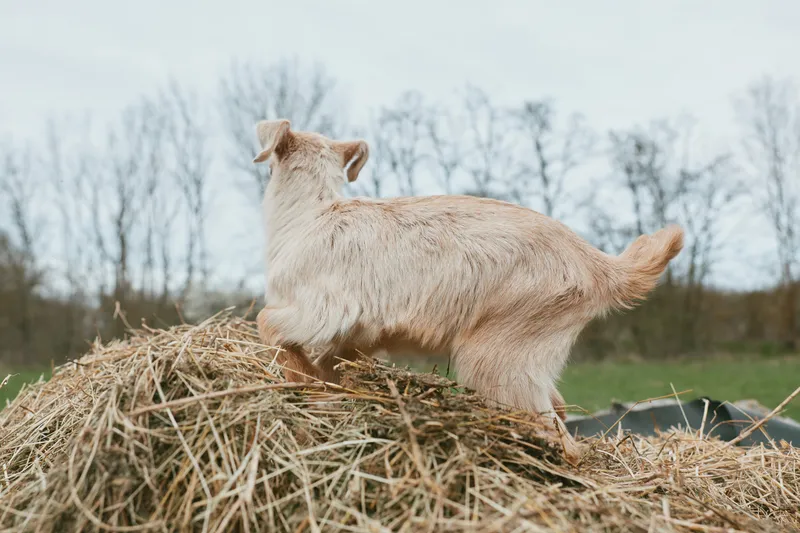A goat kid stands on a straw bale in a rural farm setting, exploring the yard with curiosity. Bare trees frame a playful, peaceful moment of pastoral life and countryside simplicity.