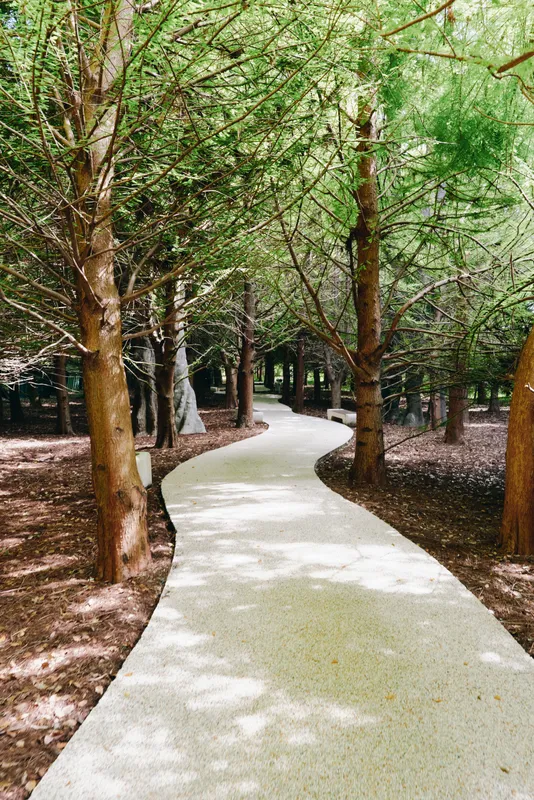 Path, forest, trees, walkway, nature, trail, park, sunlight winding concrete path through shaded woodland with dappled sunlight, tall trees lining a peaceful green park trail for walking.