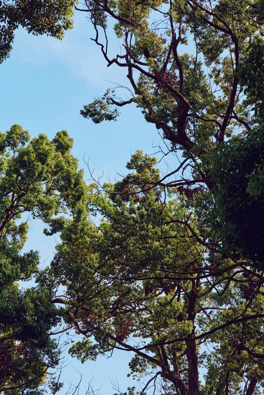 Trees, leaves, branches, sky, canopy, foliage, sunlight, nature. Tall tree canopy with green leaves and twisting branches against blue sky, peaceful outdoor scene of forest treetops.