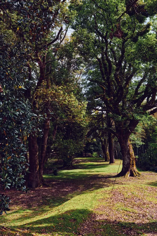 Trees forest path sunlight nature park greenery shadow in a sunlit woodland trail with mossy grass and dappled shade, tranquil outdoor scene for walking, relaxation and peaceful escape.