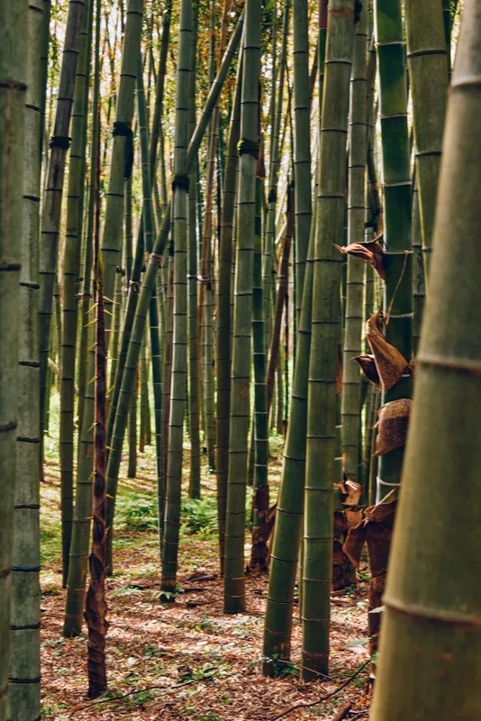 Bamboo forest grove with tall green stalks and trunks in a serene nature scene, vertical composition showing dense trees, textured bark, forest floor covered with leaves and soft light.