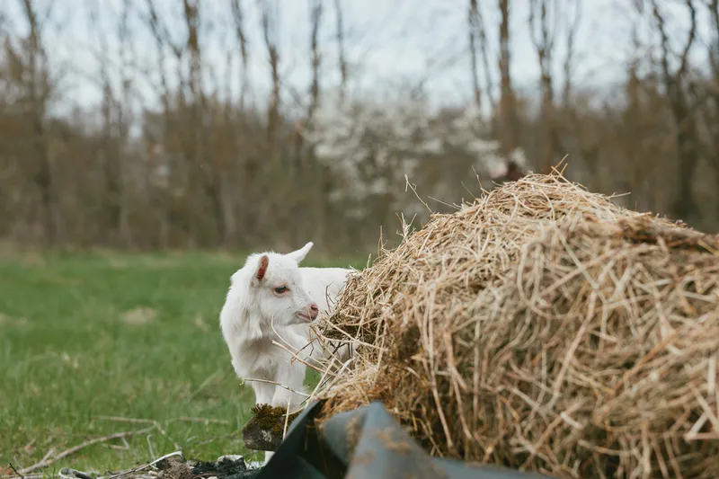 White goat kid stands beside a large hay bale in a green field, suggesting a simple rural lifestyle. A calm, wholesome moment on a farm, with natural light highlighting fur texture and straw detail