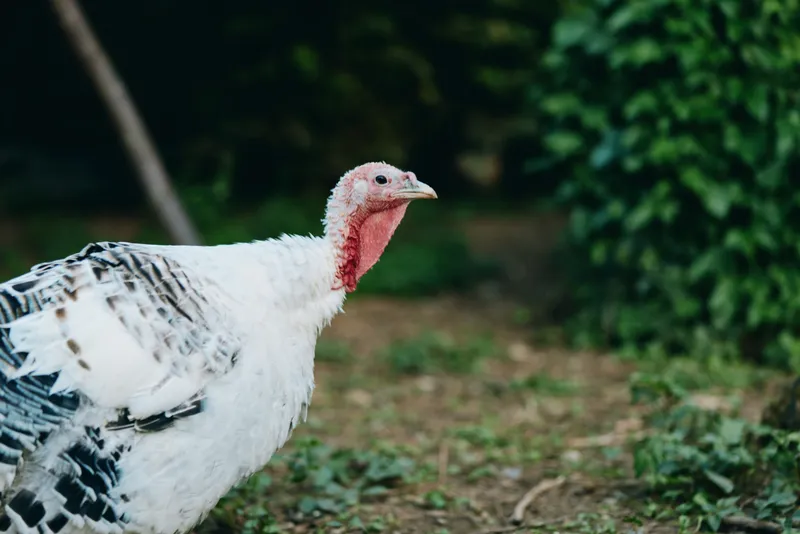 Turkey, white turkey, poultry, farm bird, livestock, outdoor, nature, grazing — Adult male white turkey (tom) walking and foraging in a rustic farmyard with calm posture and green foliage.